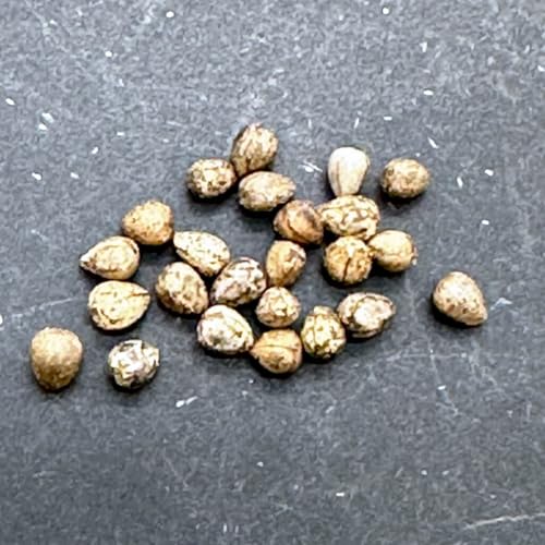 �y��q�z���[�t�H���r�A�E�t�F���b�N�X 20s Euphorbia ferox