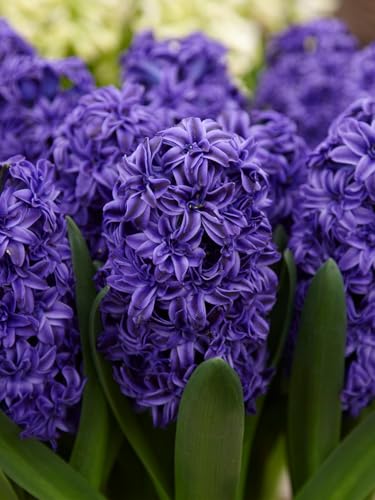 Hyazinthe Royal Navy | 5 Stück | Blau | Hyazinthenzwiebel | Duftend | verwildernd | Geeignet für Töpfe | Bienenblume | Schnittblume