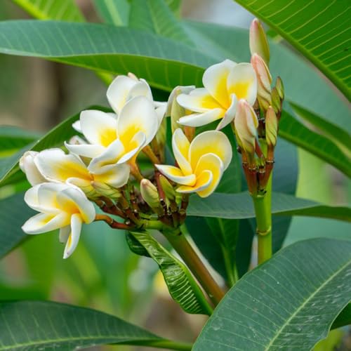 Plumeria rubra Seeds, Ornamental Foliage, Seasonal Interest, Year‑Round Appeal, Garden Diversity 50pcs