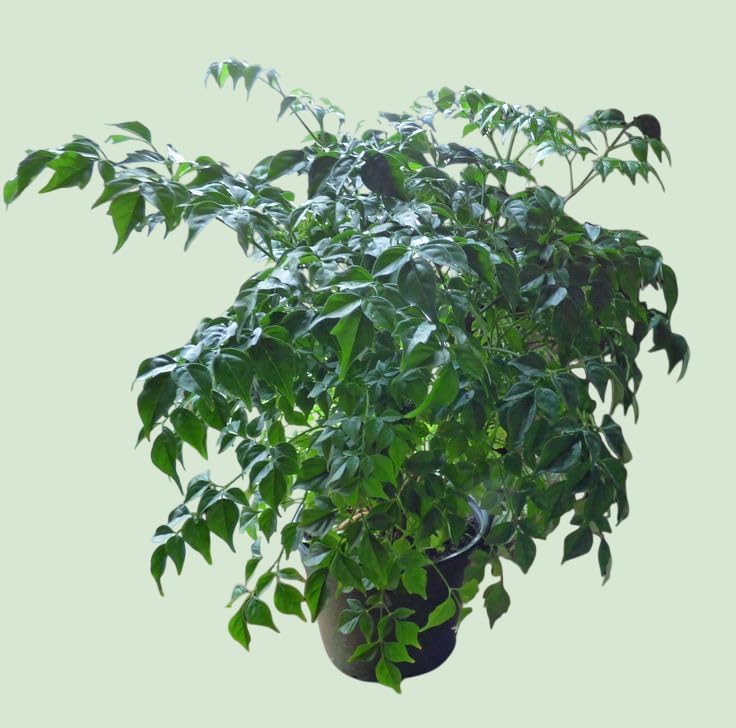 Image of plants (China Doll Live Plant (Radermachera sinica) - Lush Indoor Tree for Home & Office Decor - Air Purifying Plant - (Pack of 1))