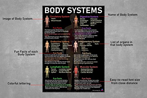 Human Anatomy And Body Systems Posters - Laminated 14X19.5 – Science Educational Charts, Classroom Posters And Decorations, Back To School Supplies, Learning Posters For Biology Class, Stem And Steam Posters #TOP7