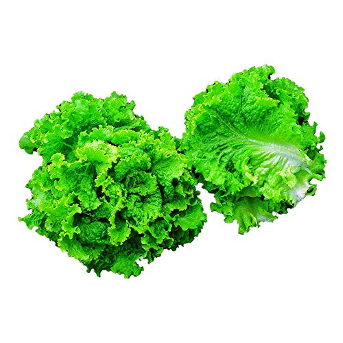 Park Seed Green Ice Lettuce Seeds, Harvest Well into Summer, Pack of 1000
