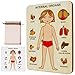 Hölzerner menschlicher Körper Puzzle für Kinder Frühe pädagogische menschliche Anatomie Spiel Set zu lernen Körperteile Organe Körper Anatomie Puzzle Sensorische menschliche Körper Modell Puzzle