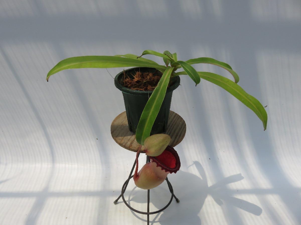 Amazon.co.jp: N.ventricosa Quezon,Luzon 3.5号現品限りネペンテス 食