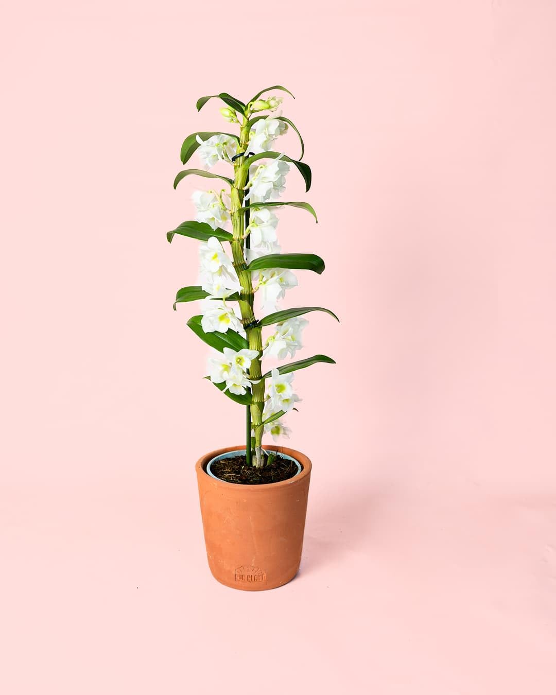 Orquídea Dendrobium Nobile | Planta con Flor Natural | Pur Plant