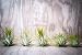 Hinterland Trading Five Pack Guatemalan Air Plants Tillandsia