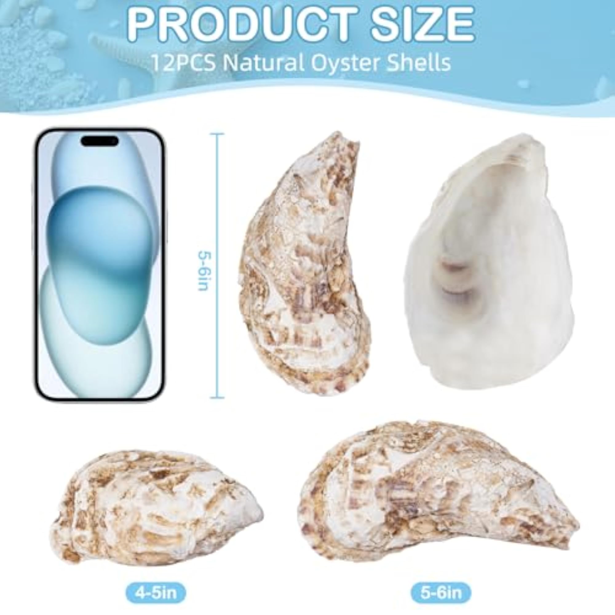 Extra Large Shells for Crafts, 12 Pcs Set
