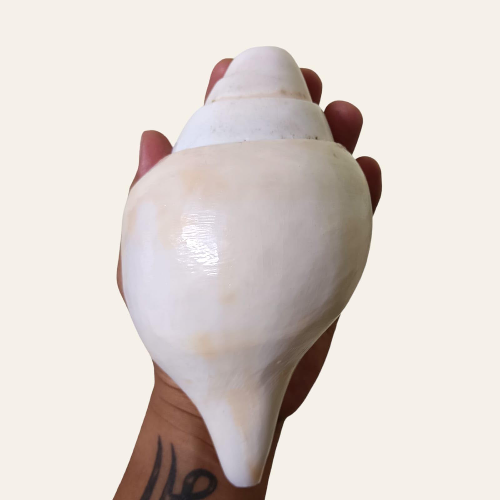 Divine Harmony: Jellybean Retails Vamavarti Large Original Loud Blowing Shankh|Conch - 400g approx, 6.5 to 7 Inch (Size Guarantee - Quality Matters)-image-23
