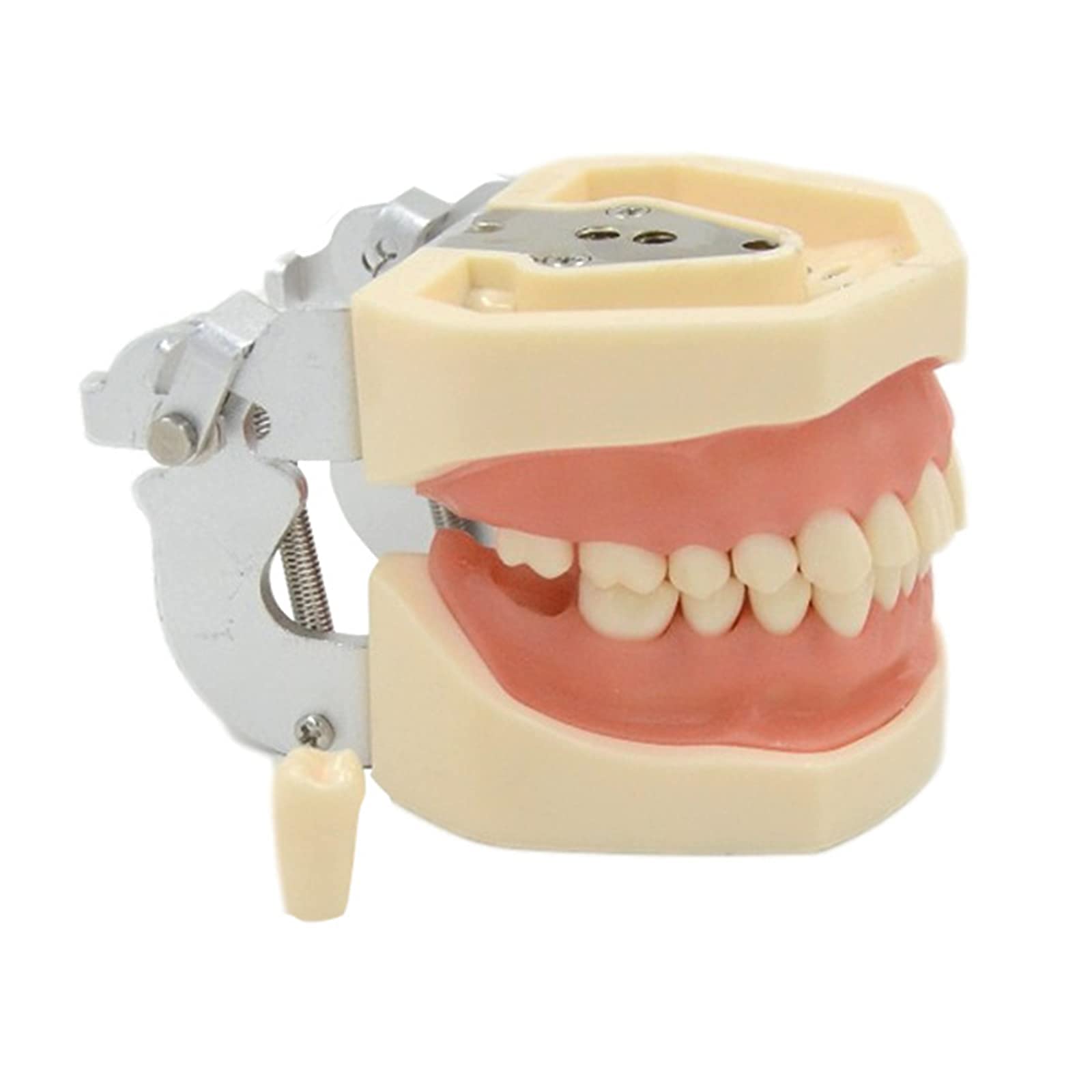 Modello di Denti Standard Dentali, 28 Denti con Istruzione dei Denti Inferiori Rimovibili, Modello di Insegnamento di Cura Dentale per Bambini, Modello di Dimostrazione Standard Adulto