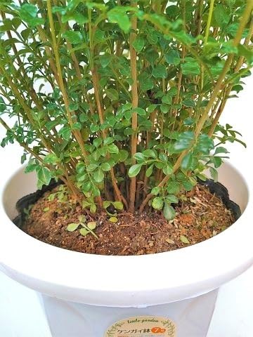 Amazon.co.jp: シマトネリコ 7号 全長70CM前後 10本以上の株立ち : DIY