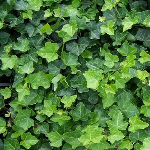 30 x Efeu 75-100 cm (Hedera Hibernica) - 30 Immergrüne Kletterpflanzen