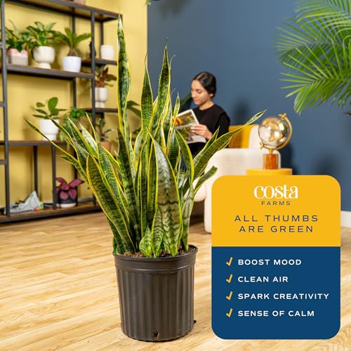 Image of Costa Farms Snake Plant, Extra Large Live Sansevieria Succulent, 3-4 Feet Tall; Low Light Indoor Floor Plant, Easy Care Air Purifying Houseplant for Home, Office, or Bedroom, in 10-inch Pot