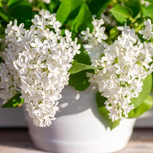 Qauzuy Garden 25 White Japanese Lilac Seeds Common Lilac (Extremely Fragrant/Original Version) Perennials Striking Landscape Plant Easy To Grow Low-Maintenance #TOP5