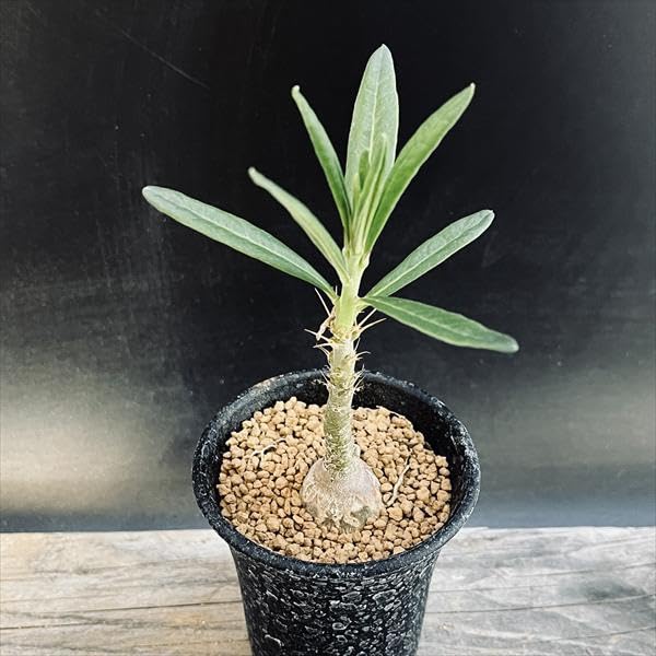 パキポディウムセット2 カクチ デンシ サキュレンタム ロスラツム エブレネウム パキポディウムセット2 カクチ デンシ サキュレンタム