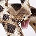 Safari Ltd. Eastern Diamondback Rattlesnake Figurine - Realistic 40