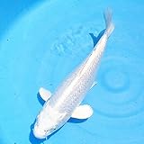img_【生体】錦鯉 プラチナ 1匹 S 10cm～13cm 鯉 色鯉 emuwai
