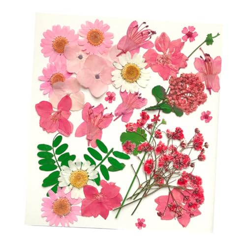 30 piezas flores secas prensadas para decoración DIY miniatura 7