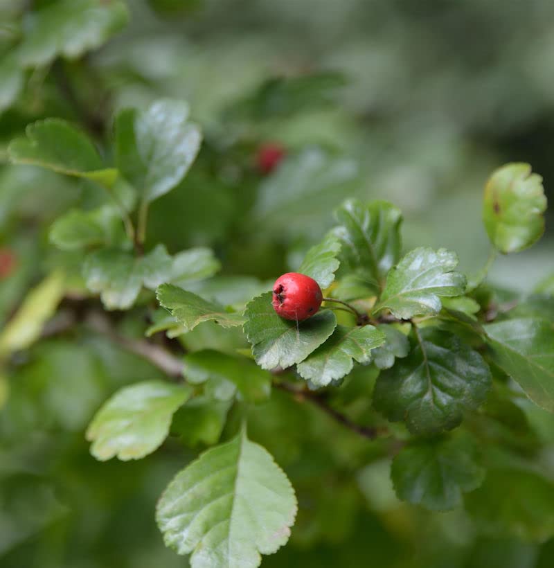 Zweigriffeliger Weißdorn 80-100cm - Crataegus laevigata - lebende Gartenpflanze aus den Baumschulen
