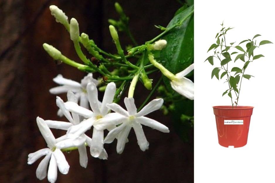 Indian gardens - Nithiyamalli/Jasmine fluminense |Jasmine live plant | Indoor & Outdoor Plant | White Jasmine (6 inch Brown) (B0CG3KL96Q) Amazon Price History, Amazon Price Tracker