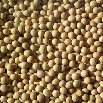 Beans Soybeans 2x 25LB
