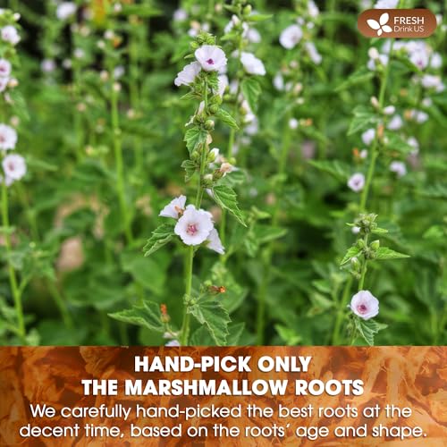Image of FreshDrinkUS, Premium 55 Marshmallow Root Tea Bags, 100% Natural & Pure from Marshmallow Root, Eco-Conscious Tea Bags, Herbal Tea. No Sugar, No Caffeine, No Gluten, Vegan.