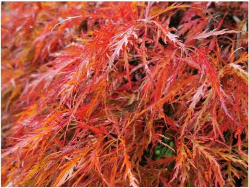 Image of ACER PALMATUM 'DISSECTUM', Japanese Maple - Cut Leaved, Beautiful Foliage, Striking Autumn Colours, Ornamental Tree