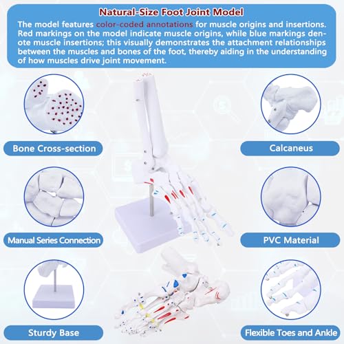 Image of Life Size Human Foot and Ankle Model with Muscle Insertion Markings, Fully Articulated, Anatomical Foot Bone Model for Podiatry, Orthopedic Study, Education
