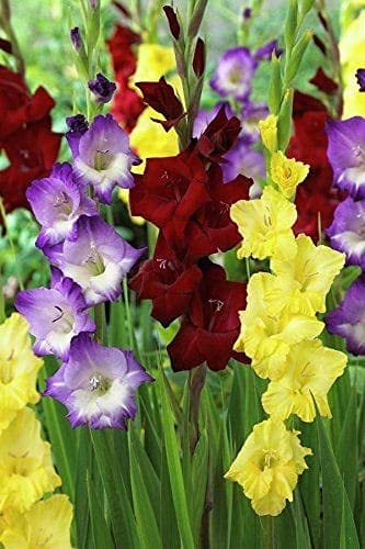 Radha Krishna Agriculture Imported Variety Gladiolus, Sword Lilly Flower bulbs Hybrid mix color For Home Gardening pack of 15 flower bulbs (B095J53MHF) Amazon Price History, Amazon Price Tracker