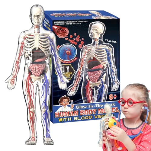 Modelo Cuerpo Humano para niños - Anatomía Esqueleto Transparente Modelo Cuerpo Humano | Luminosa Figura Sala de Estar de Sala de Estar