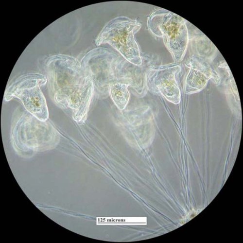 AmScope PS200A Prepared Microscope Slide Set for Basic Biological Science Education, 200 Slides, Set A, Includes Fitted Wooden Case - Thumbnail 6