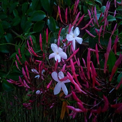 Wild Jasmine Fragrance Oil - 16 OZ/ 1 LB - for Candle & SOAP Making by VIRGINIA CANDLE SUPPLY - Free S&H in USA