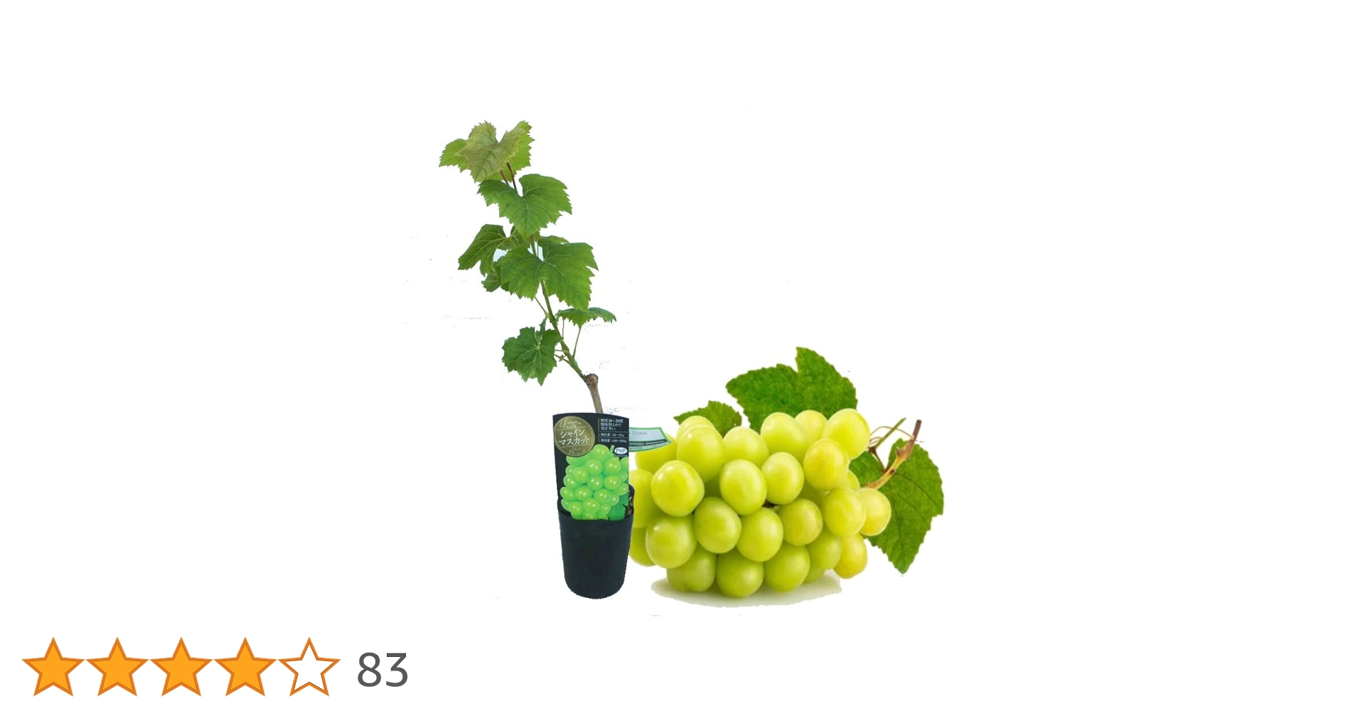 51Sf24W1RvL.jpg_BO30,255,255,