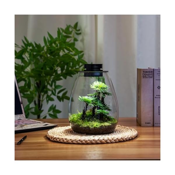 Desktop-Glass-Terrarium-with-Grow-Light-H78-D67-for-Succulent-Moss-Miniature-Gardening-Landscape-Betta-Fish-Tank-Indoor-Plant-Growth-Office-Home-Decoration-Plant-Lovers-Gifts Desktop-Glass-Terrarium-with-Grow-Light-H78-D67-for-Succulent-Moss-Miniature-Gardening-Landscape-Betta-Fish-Tank-Indoor-Plant-Growth-Office-Home-Decoration-Plant-Lovers-Gifts