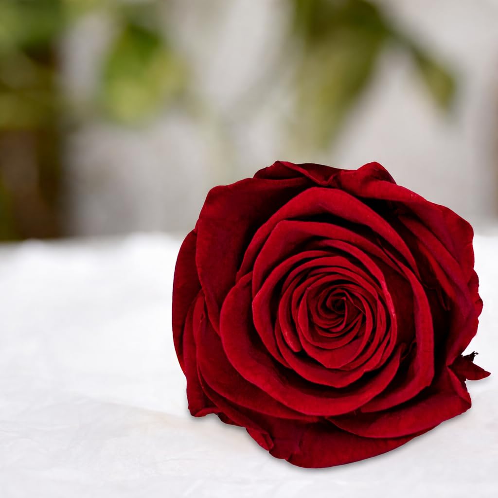 Giftcart Real Preserved Forever Rose Red | Long Lasting Flower (2