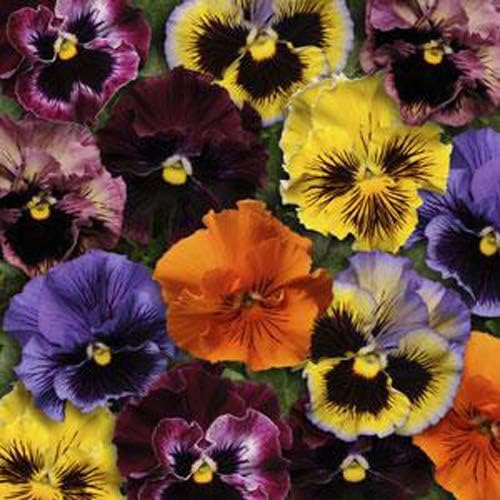 Outsidepride Pansy Frizzle Sizzle Mix - Planta de interior o jardín al aire libre para camas, fronteras, macetas y recipientes, 100 semillas