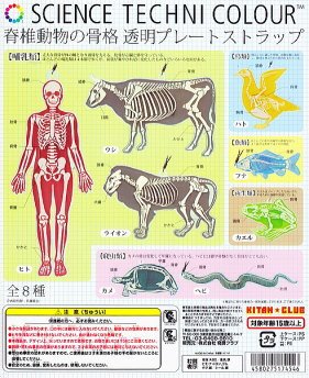 動物の骨格 約60cm 自然乾燥 Amazon | サイエンステクニカラー 脊椎動物の骨格 透明プレート