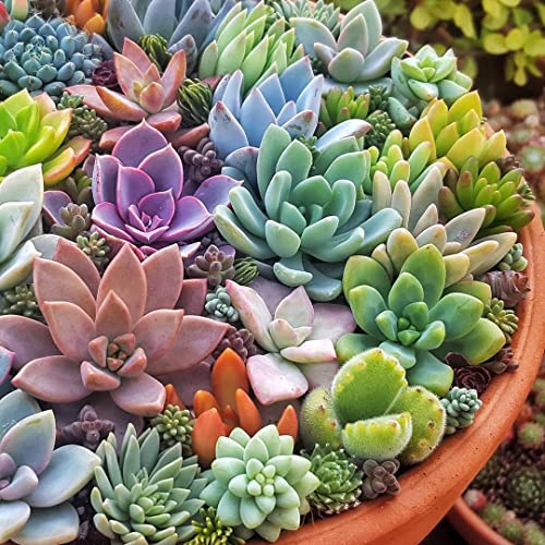 15 Assorted Succulent Cuttings #TOP2