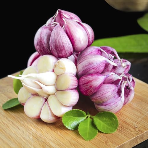 9 piezas planta ajo resistente orgánico - interior jardín de hierbas invernadero balcón Plantar ajo, ajo resistente. Las plantas de jardín de rocas son resistentes. regalo de jardín