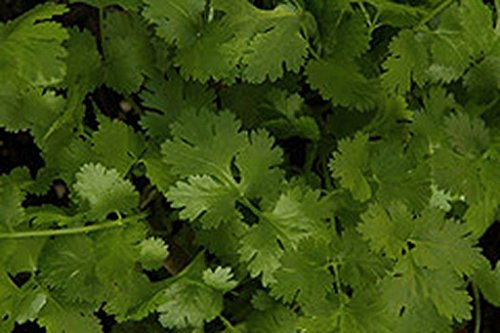 Aachondra 100 piezas de semillas de hortalizas de cilantro verde