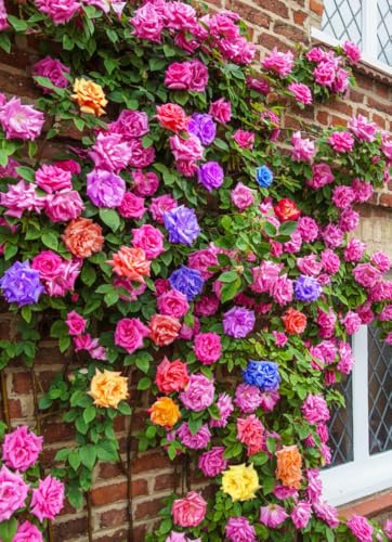 100+ Mix Color Climbing Rose Seeds for Outdoor Planting Vibrant Bush Perennial Shrub Ornamental Flowers for Garden Decoration