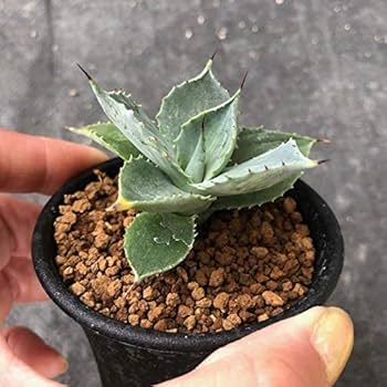 51SfbGVPaPL._AC_UF350, 51SfbGVPaPL._AC_UF350,