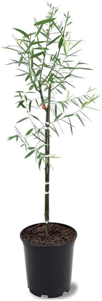 Weeping Willow Tree, 1 Gallon Potted, Fast-Growing Shade Tree | Arbor Day Foundation (Due to Agricultural Laws, Unavailable to CA, CT or AZ)