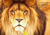 Edition Seidel Premium Kalender Die Welt der Löwen 2026 Format DIN A3 Wandkalender Tierkalender Afrika Wildtier Raubtier Katze Großkatze Tiger Gepard