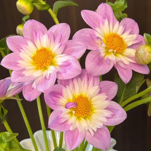 giardino del balcone bulbi dalia giardino decorazione degli interni esotica dalia