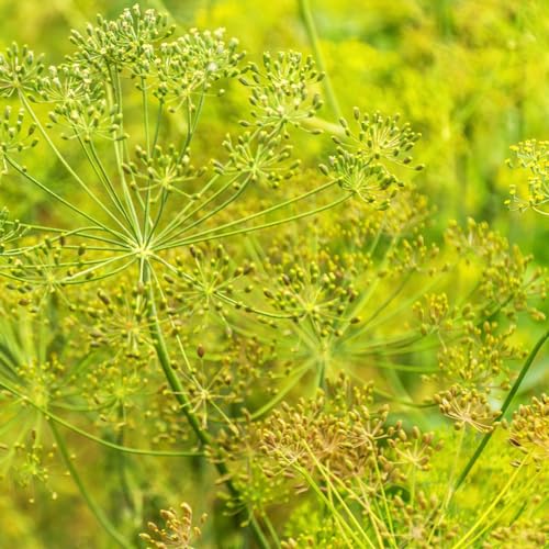 100 pcs dill samen mehrjährig winterhart - Anethum graveolens - kräuter pflanzen seed, dillsamen, kräutergarten hochbeet winterharte pflanzen für balkon, samen geschenk gartenblumen – Bild 4