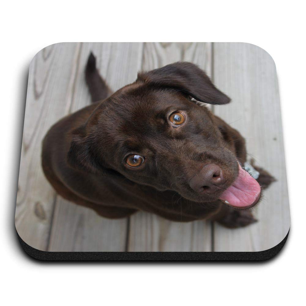 Destination Vinyl Ltd Multicolor 1 X Square Mdf Fridge Magnet - Chocolate Labrador Dog Puppy 14281