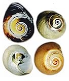 Hermit Crab Changing Shells - 4 Pack - Medium