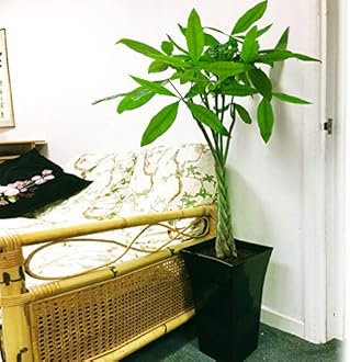 Large Traditional Evergreen House Plants in Pot - Lucky Money Tree, Pachira Aquatica Glabra