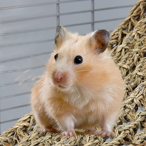 Vogel Seegrasmatte,Vogel Hängematte mit Haken Natürliches Seegras-Gewebenetz Reptil Hängematte Netzmatte für Nymphensittich Hamster Meerschweinchen Ratten,52 x 20 cm