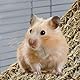 Vogel Seegrasmatte,Vogel Hängematte mit Haken Natürliches Seegras-Gewebenetz Reptil Hängematte Netzmatte für Nymphensittich Hamster Meerschweinchen Ratten,52 x 20 cm